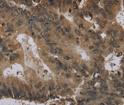 Histone H4 Polyclonal Antibody - 2