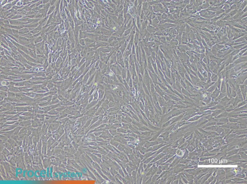 Rabbit Adipose-Derived Stem Cell Complete Medium - 3