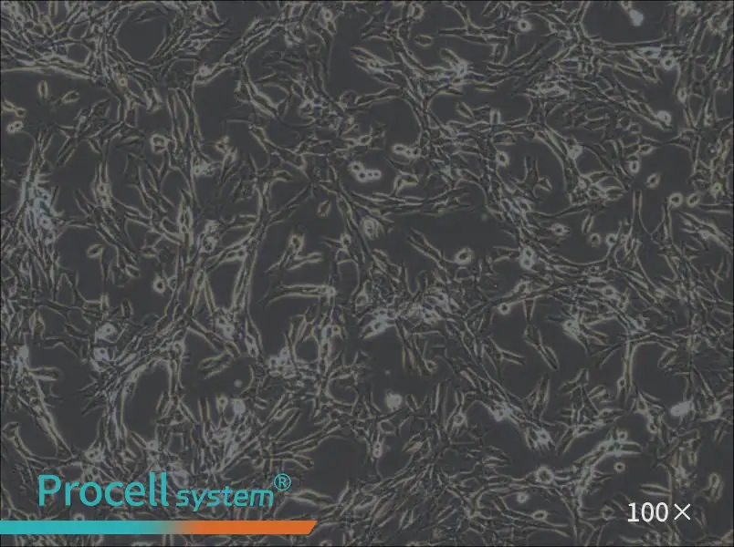 3T6-Swiss albino Cell Complete Medium3T6-Swiss albino Cell Complete Medium - 2