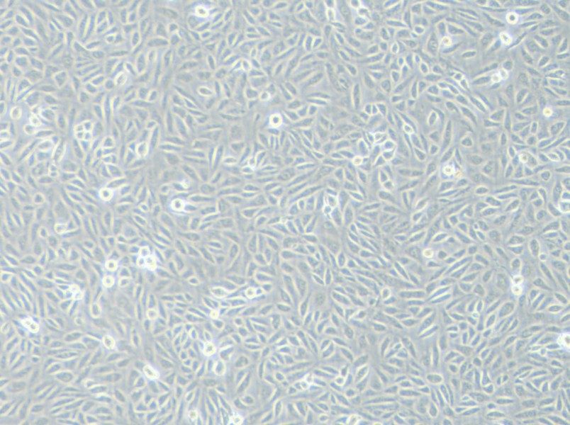 TPC-1 (RPMI) Cell Complete Medium - 3