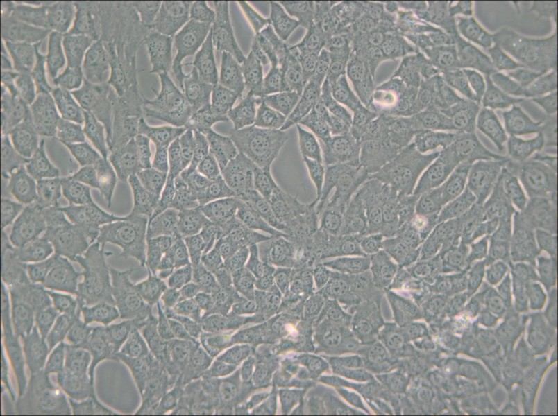 C127 [C-127] Cell Complete Medium - 4