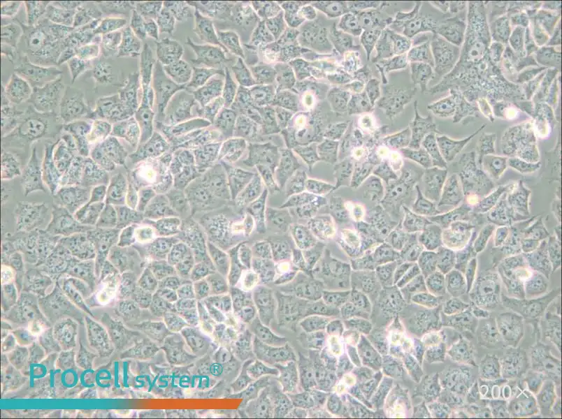 HuTu-80 Cell Complete Medium - 6