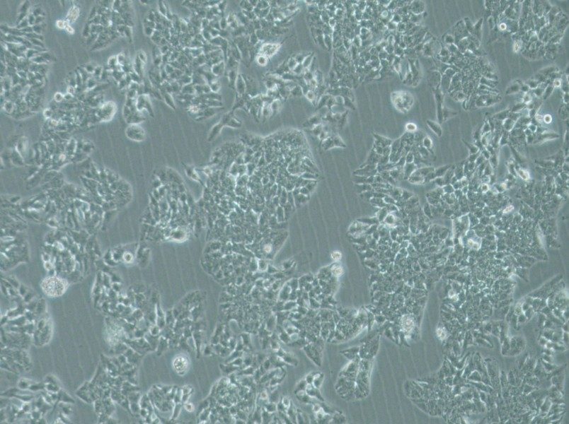 MHCC97-L Cell Complete MediumMHCC97-L Cell Complete Medium - 2