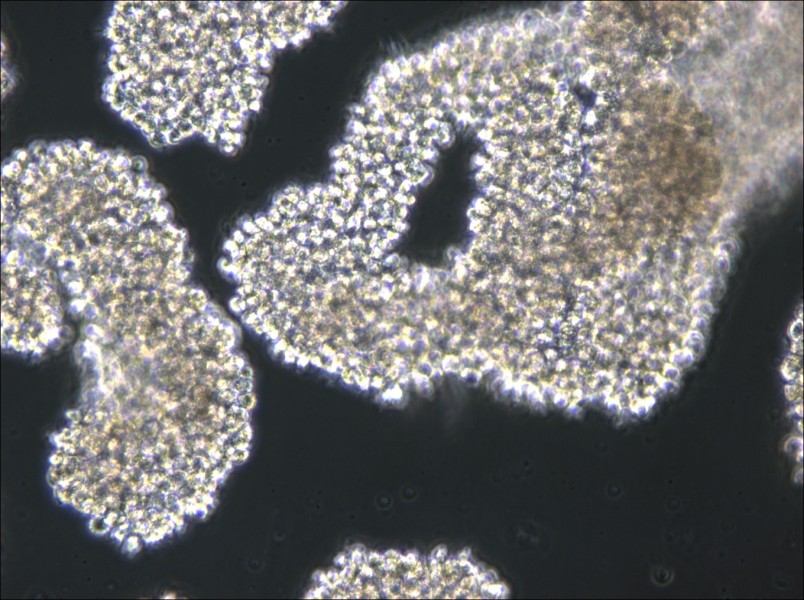 C8166 Cell Complete Medium - small - 4