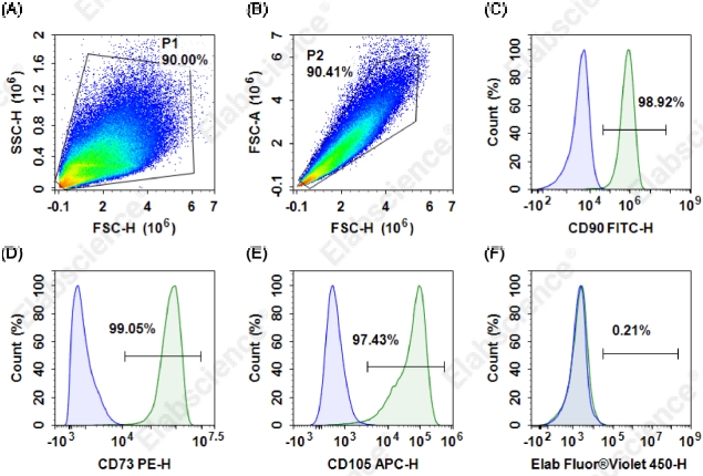 Flow cytometry analysis was performed using the Human MSC Analysis Kit to evaluate the purity of human umbilical cord-derived mesenchymal stem cells (MSCs) expanded under standard MSCs culture conditions. The results demonstrated that the proportion of CD90+ CD73+ CD105+ cells was &GreaterEqual;95%, and the proportion of CD14+ CD19+ CD34+ CD45+ HLA-DR+ cells was &le;2%, indicating that these cells were human MSCs.