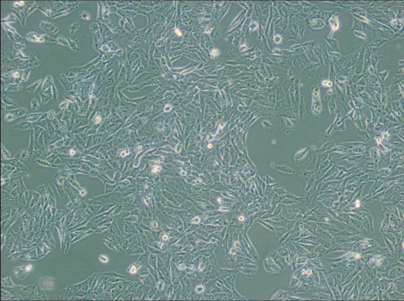 NCI-H647 Cell Complete Medium-searchlist-1