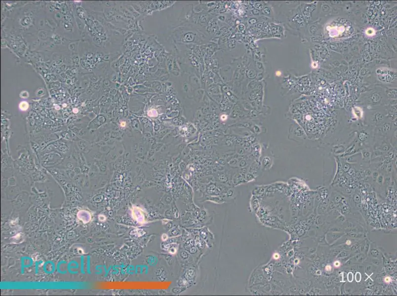 HPAF-II Cell Complete Medium - 1