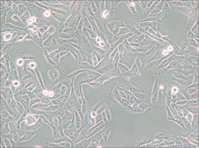 MNNG/HOS Cl #5 [R-1059-D] Cell Complete Medium - 5