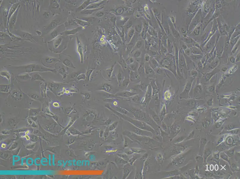 KMRC-1 Cell Complete MediumKMRC-1 Cell Complete Medium - 3