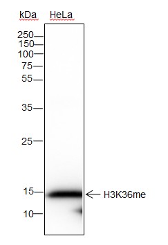 Recombinant Histone H3 (Mono Methyl Lys36) Monoclonal Antibody-searchlist-1