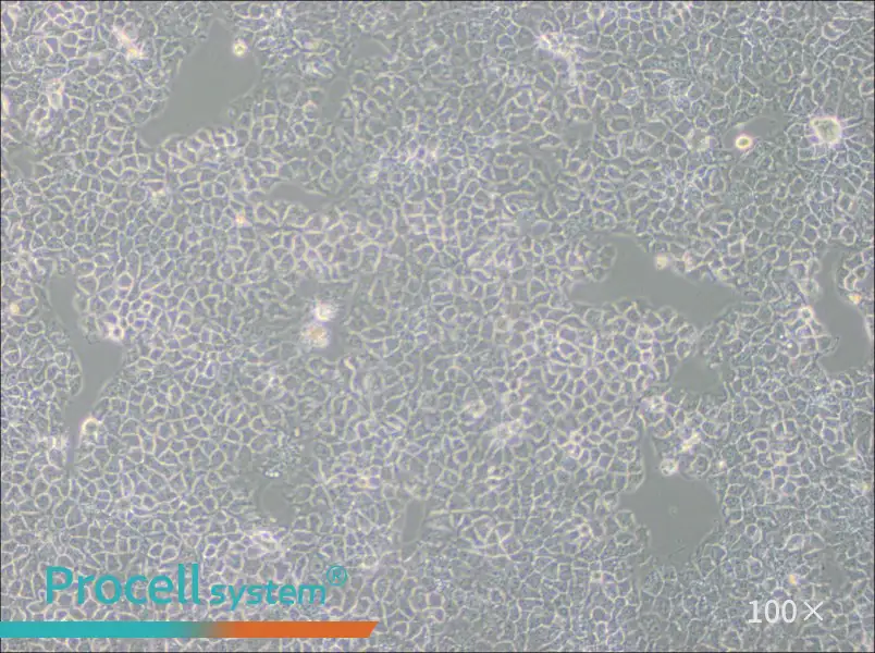 KYSE-510 Cell Complete MediumKYSE-510 Cell Complete Medium - 3