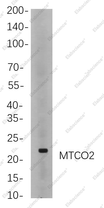 Recombinant MTCO2 Monoclonal Antibody - 2