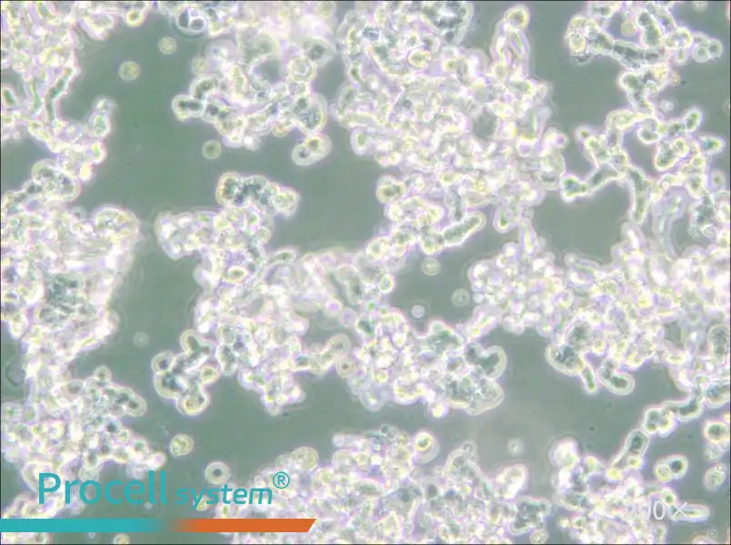 WERI-Rb-1 Cell Complete Medium - 4