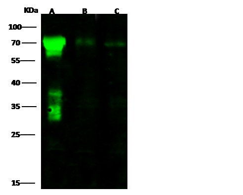 Recombinant CD73/NT5E Monoclonal Antibody - small - 2