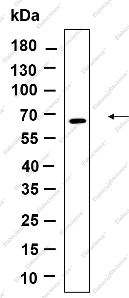 Recombinant Fyn Monoclonal Antibody - 1
