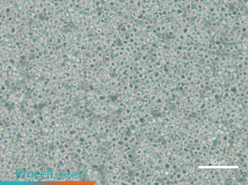 C1498 Cell Complete Medium - small - 6