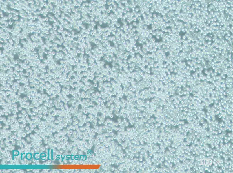 MV-4-11 Cell Complete Medium - 3