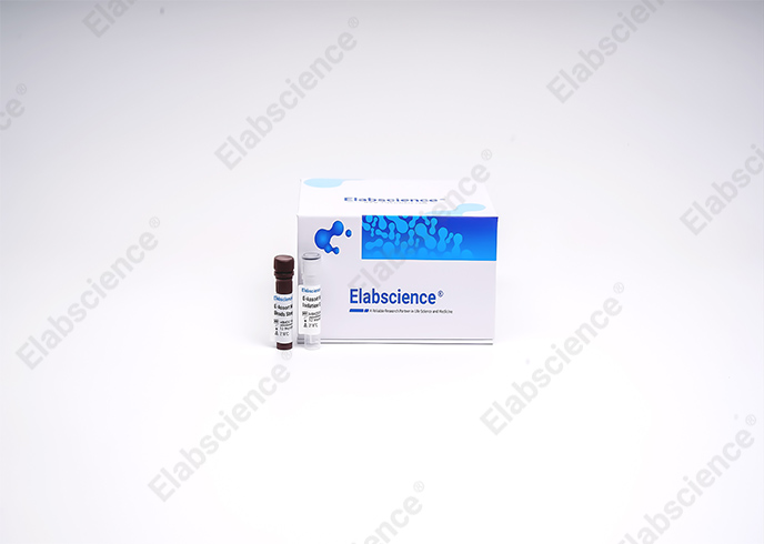 EasySort™ Mouse CD3+T Cell Isolation Kit