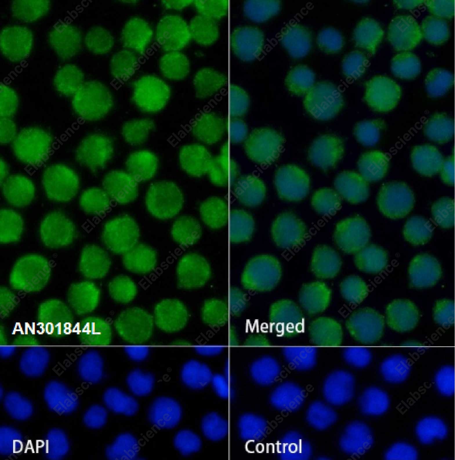 Recombinant VAV3 Monoclonal Antibody - 2