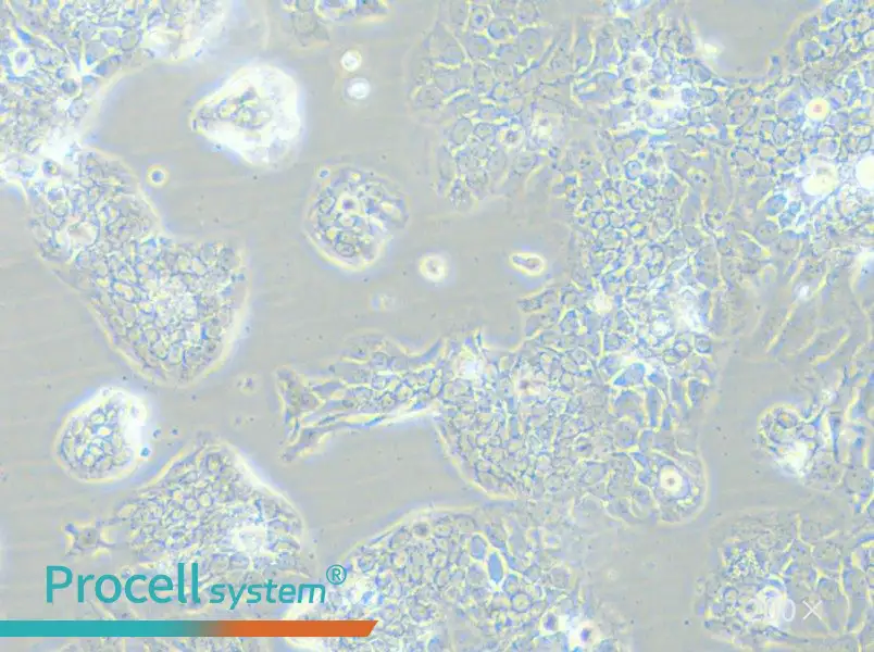 TE-14 Cell Complete Medium - 4