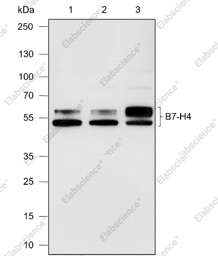 Recombinant B7-H4 Monoclonal Antibody - 1