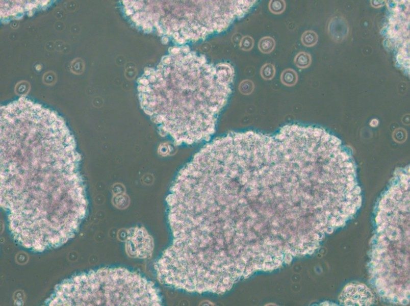 TMD8 Cell Complete Medium - 4