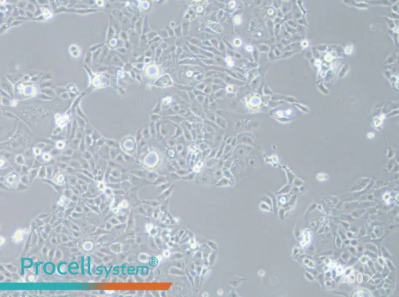 AMC-HN-8 Cell Complete MediumAMC-HN-8 Cell Complete Medium - 3