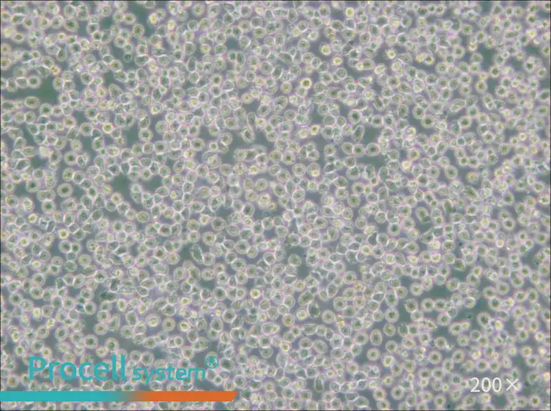 HAL-01 Cell Complete Medium - 5