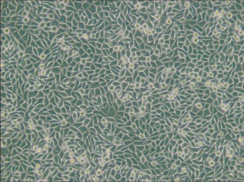 LM/TK [LMTK-] Cell Complete Medium - 6