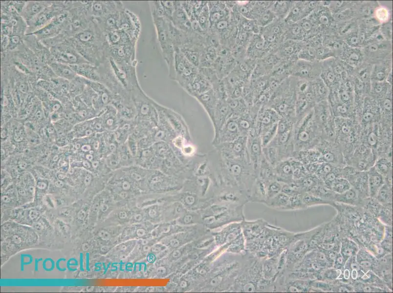 A549-TAX Cell Complete Medium - small - 5