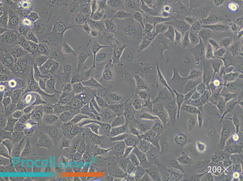HCC 94 Cell Complete Medium - 5