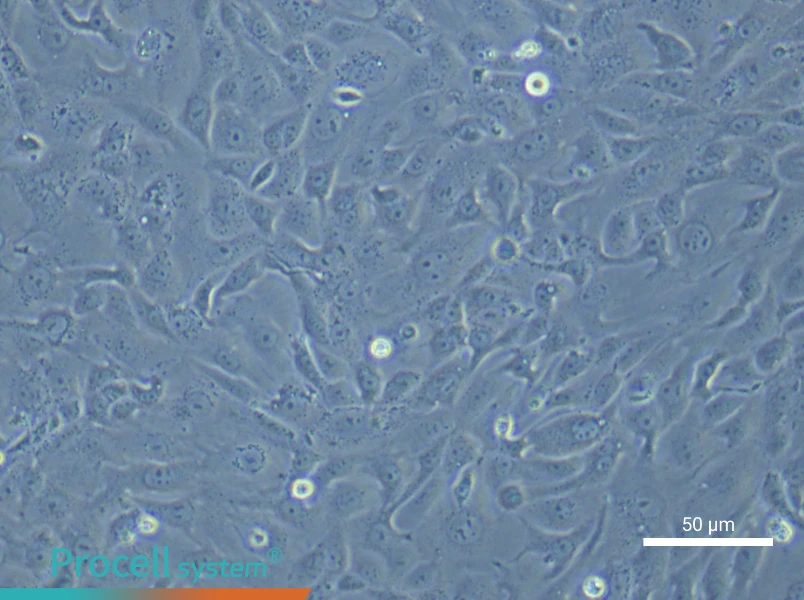 Mouse Colonic Mucosal Epithelial Cell Complete Medium - small - 5