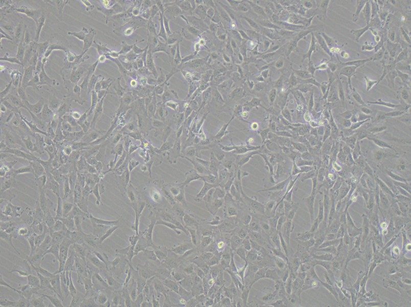 12Z Cell Complete Medium12Z Cell Complete Medium - 2