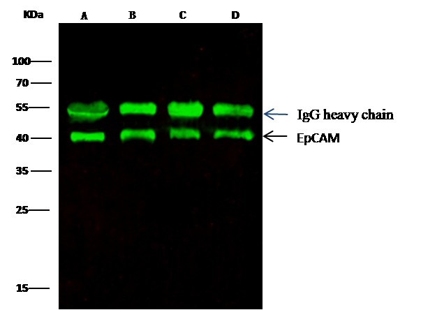 Recombinant EpCAM/TROP-1/TACSTD1 Monoclonal Antibody - small - 5