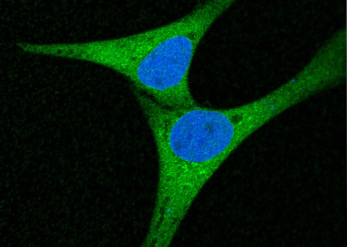 Recombinant ERP72/PDIA4 Monoclonal Antibody - small - 4
