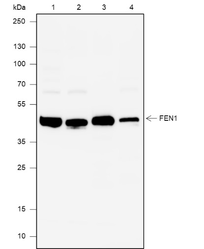 Recombinant FEN1 Monoclonal Antibody-searchlist-1