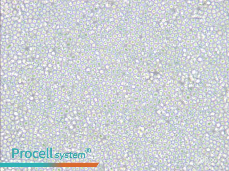 MEL Cell Complete Medium - small - 6