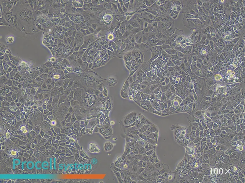 Caco-2 Cell Complete Medium - 1