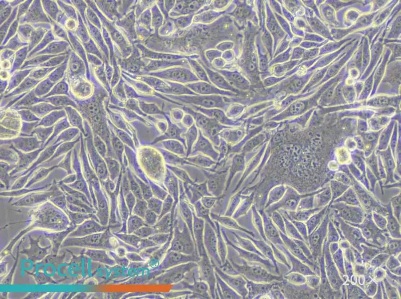 MP41 Cell Complete Medium - 4