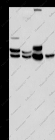 ERK1/2 Polyclonal Antibody - 1