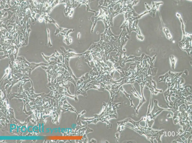 HCC70 Cell Complete Medium - 1