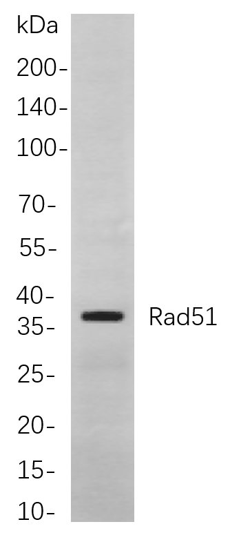 Recombinant Rad51 Monoclonal Antibody-searchlist-1