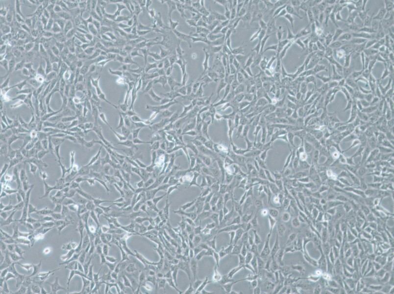 MPC-5 Cell Complete MediumMPC-5 Cell Complete Medium - 2