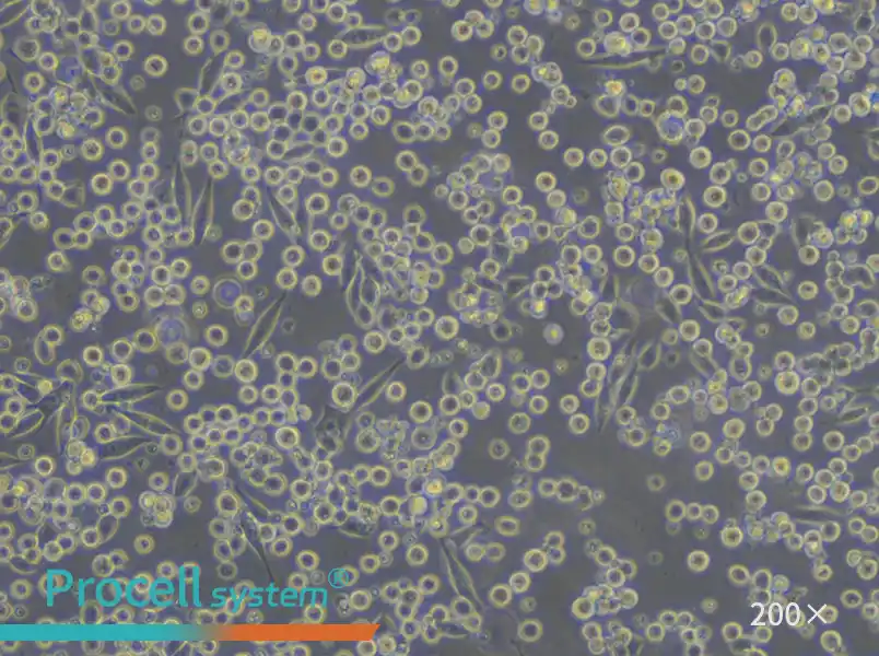 P815 Cell Complete Medium - 5