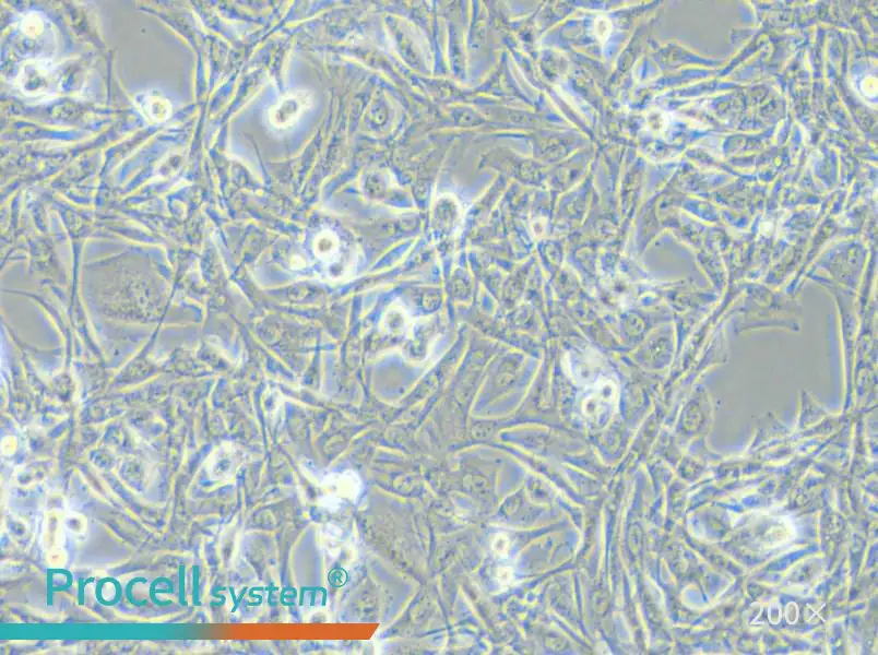NCI-H1975 Cell Complete Medium - small - 6