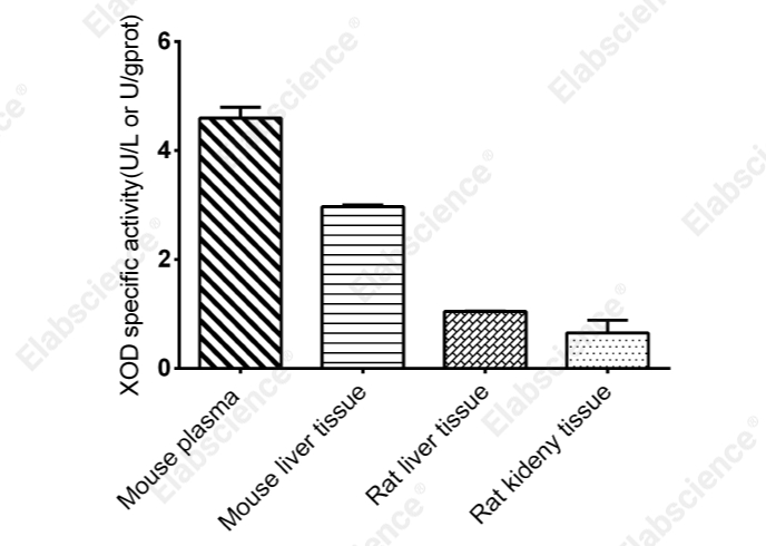 Xanthine Oxidase (XOD) Activity Assay Kit - 2
