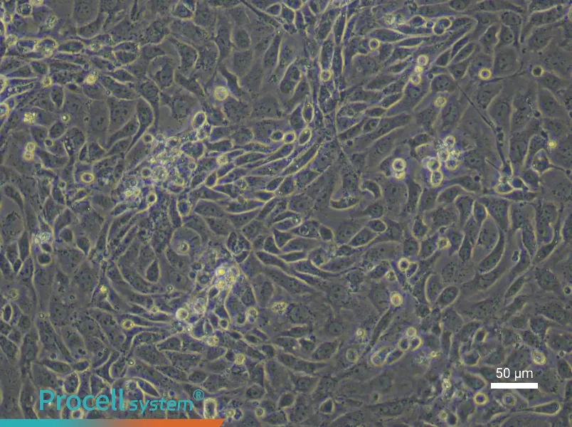 Mouse Small Intestinal Mucosal Epithelial Cell Complete Medium - 4