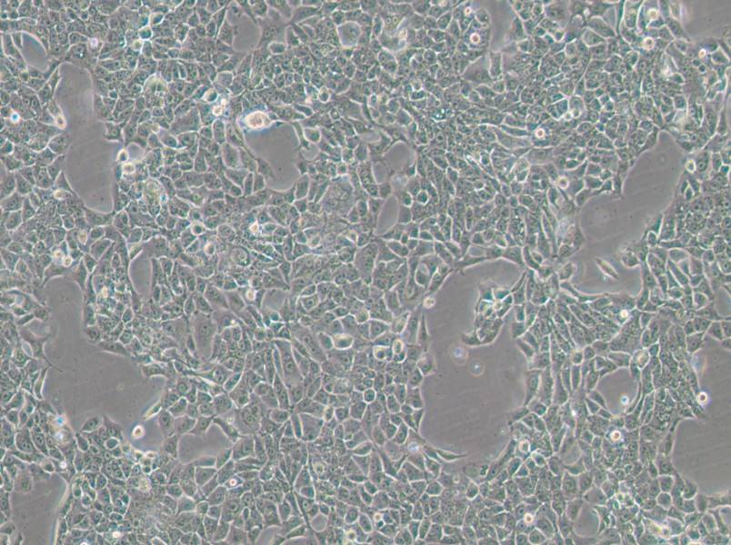 BFTC-905 Cell Complete Medium-searchlist-1