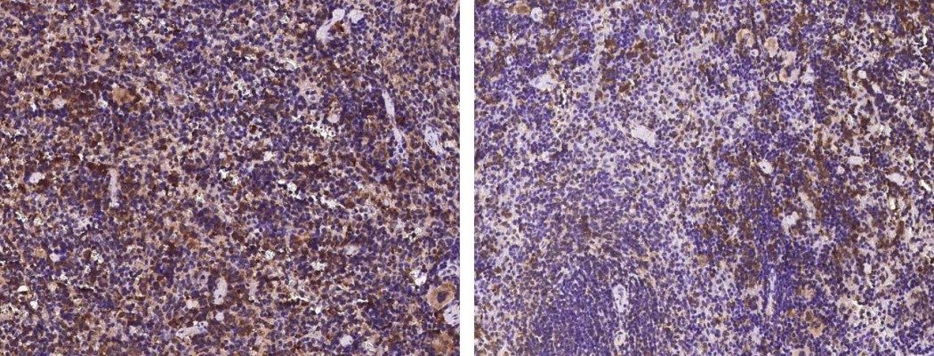 Recombinant SLAMF8 Monoclonal Antibody-searchlist-1