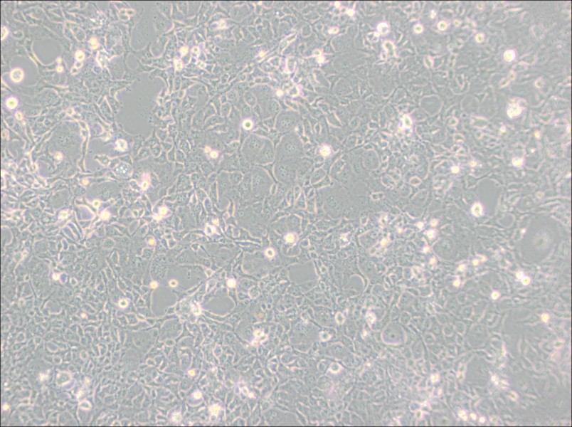 COS-1 Cell Complete Medium - 2
